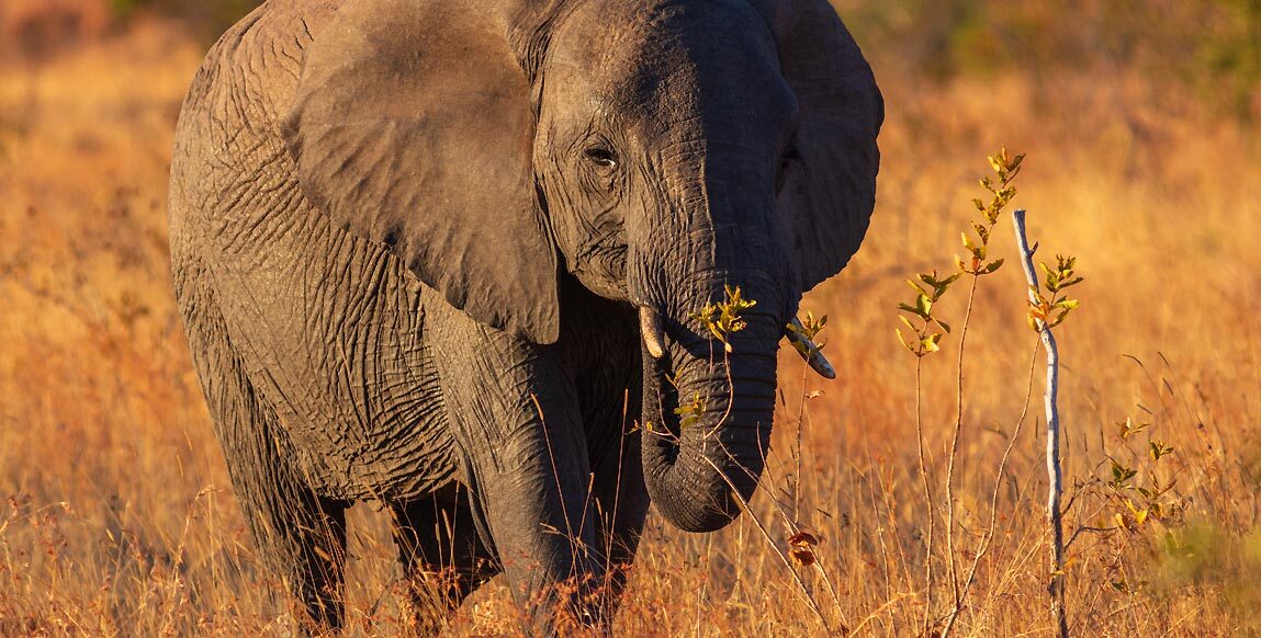 Elephant au parc national Kruger