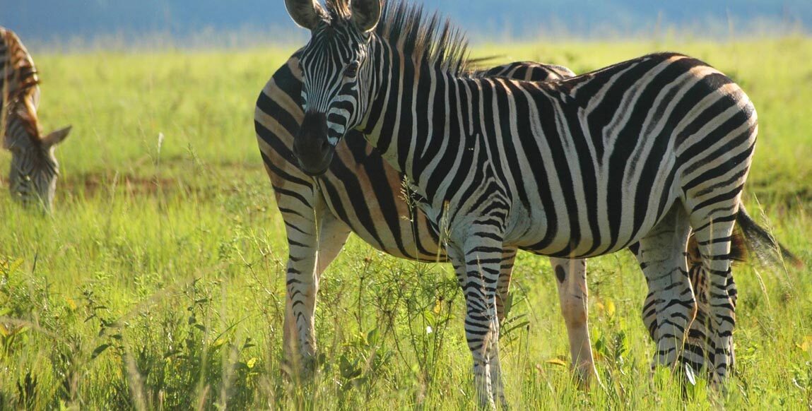 Zèbre au Swaziland