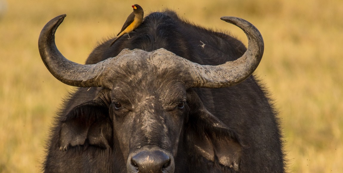 Buffle dans le parc de Chobe