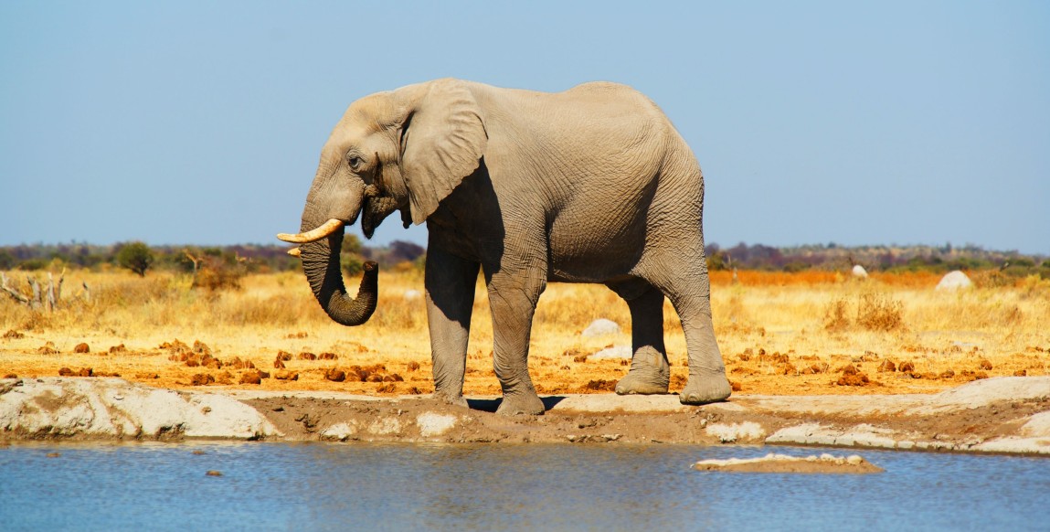 Eléphant près de la frontière avec le Zimbabwe
