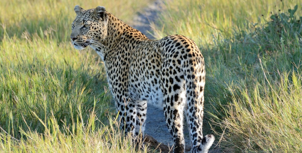Un léopard dans la réserve de Moremi