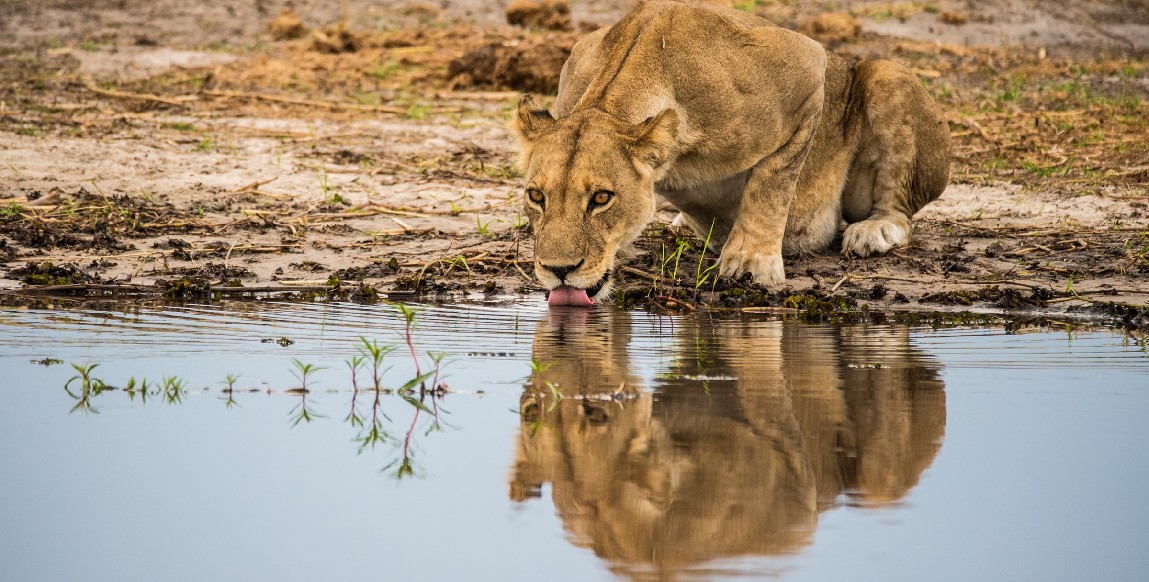 Lionne s'abreuvant près de la rivière Savuti