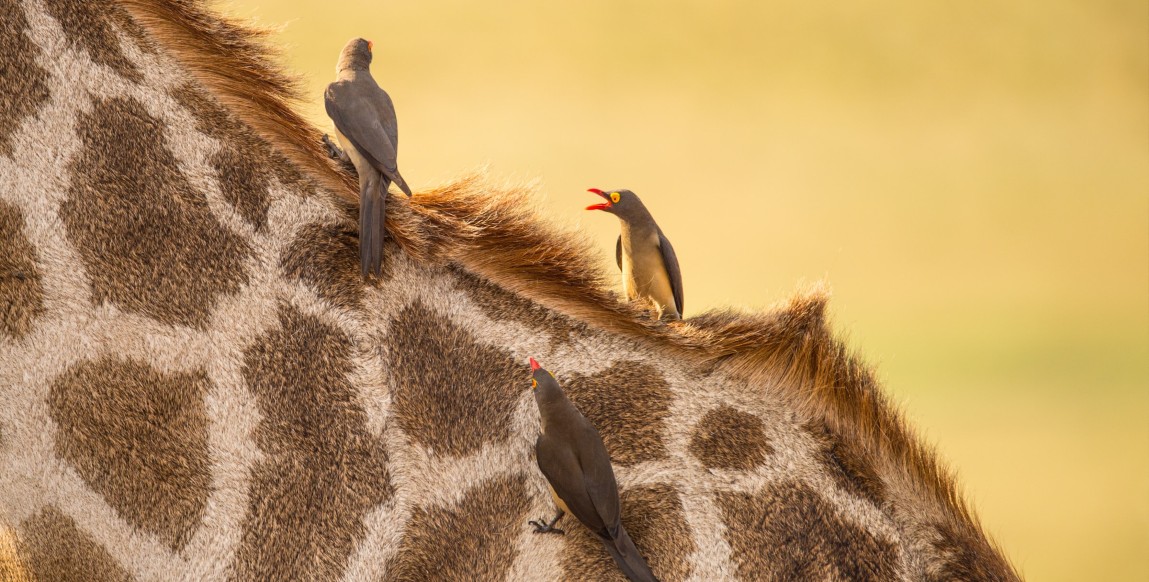 Piquebœufs à bec rouge s'occupant d'une girafe