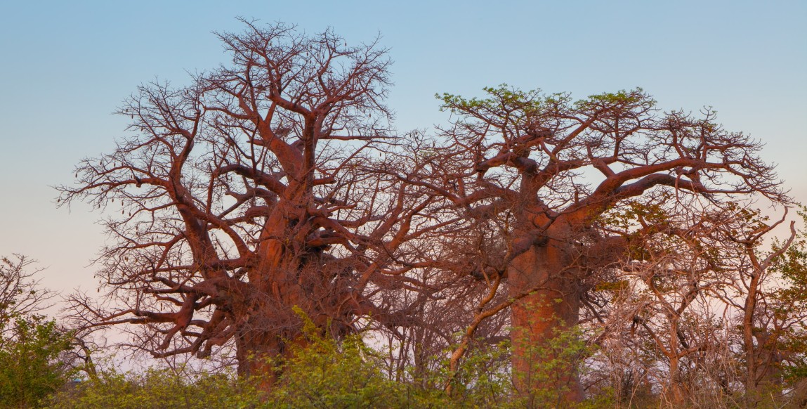 Baobabs non loin de Savuti