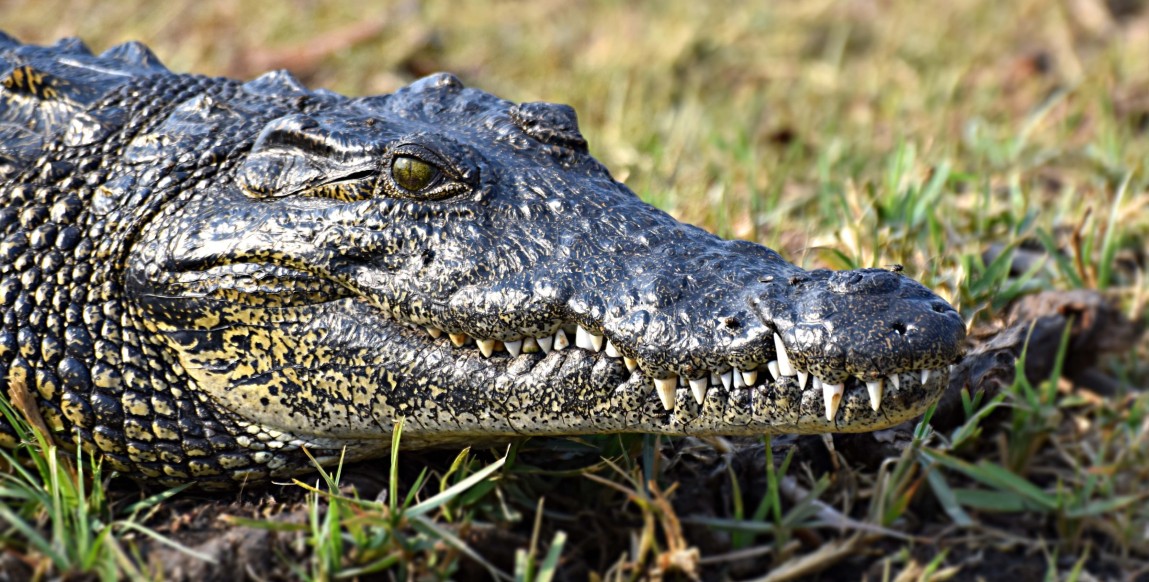 Crocodile dans le parc de Chobe