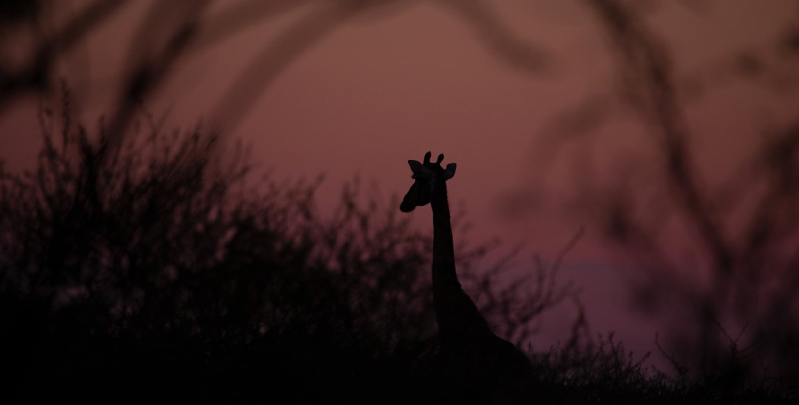 Girafe près de Moremi