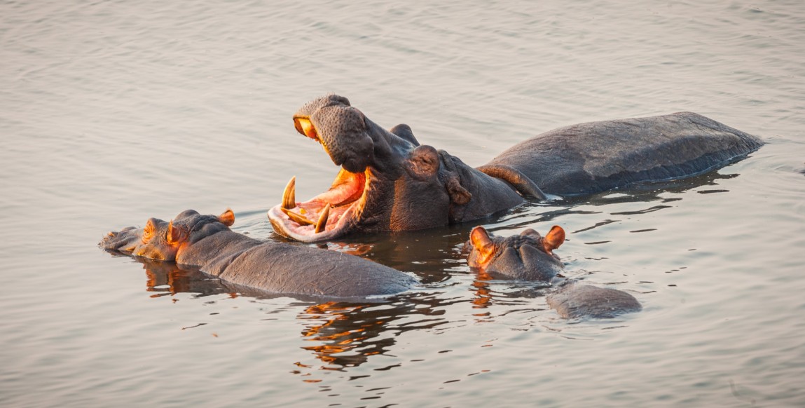Hippopotames dans le parc de Chobe