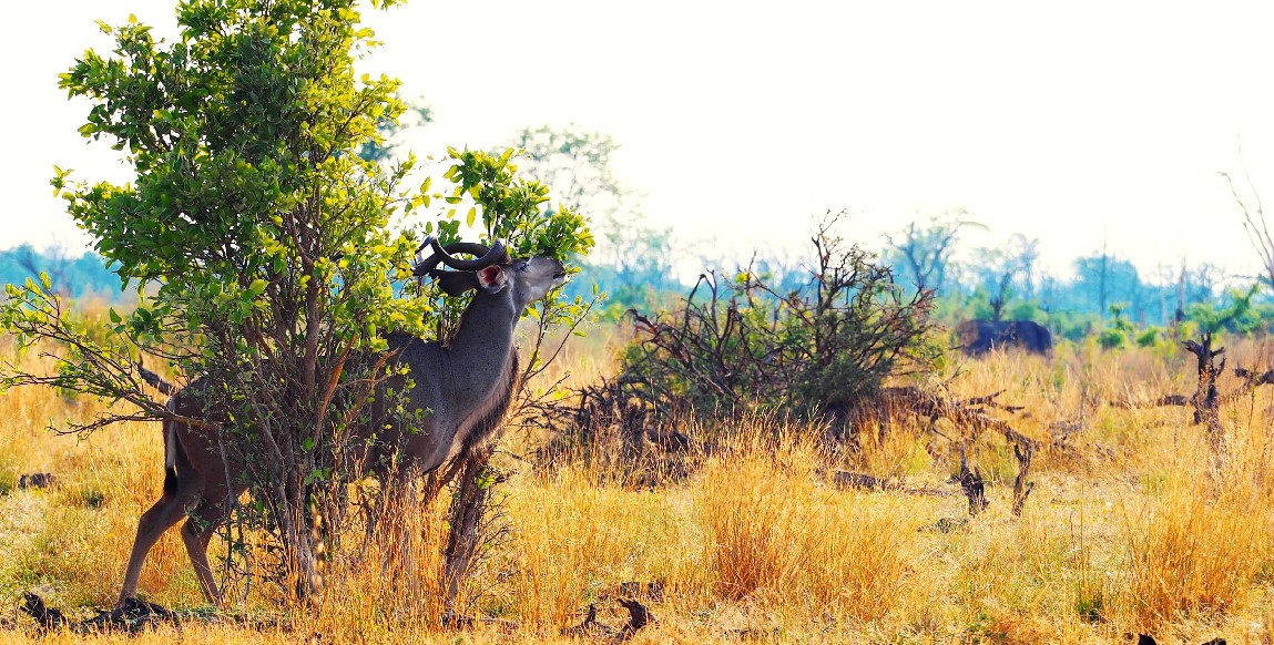 Un kudu près de la frontière avec la Namibie