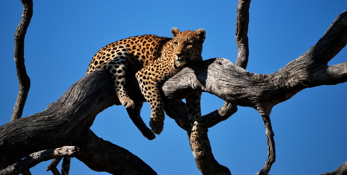 Léopard sur son arbre perché