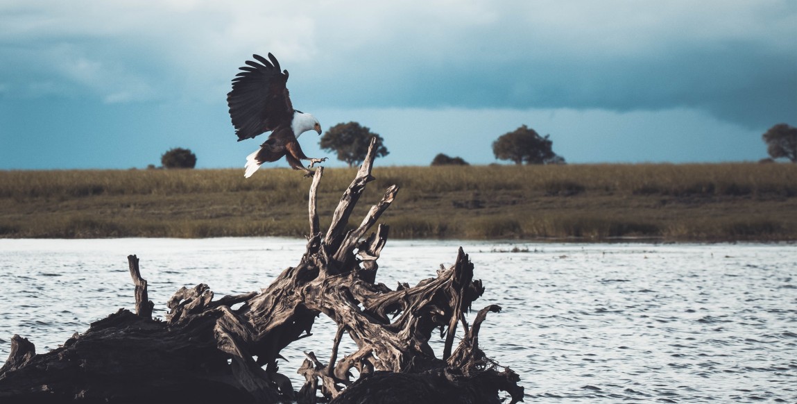 Aigle dans le delta de l'Okavango
