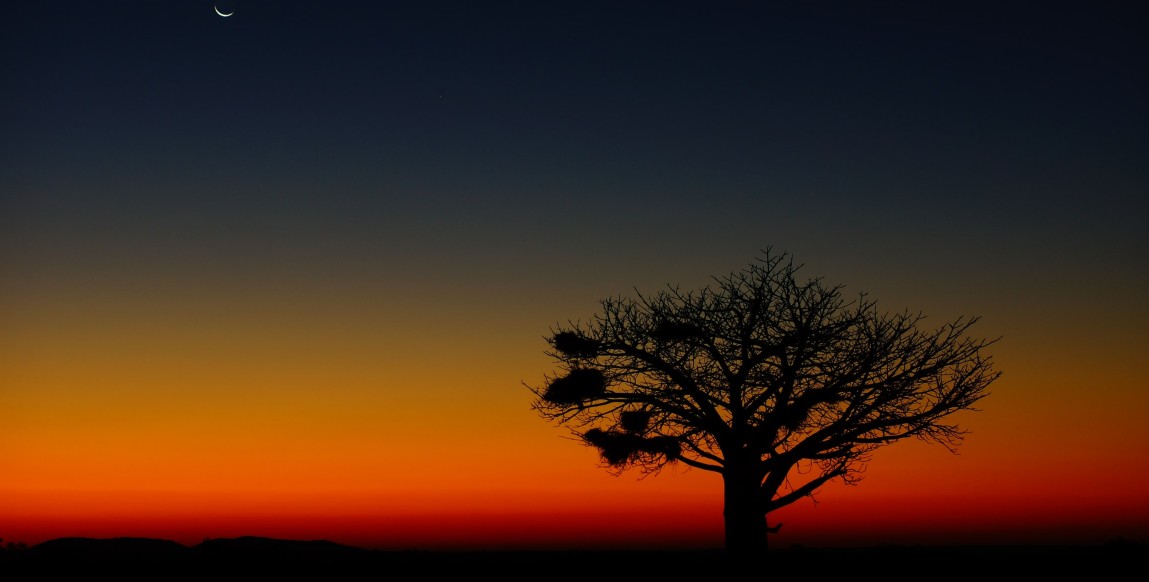 Baobab au coucher du soleil sur le parc de Chobe