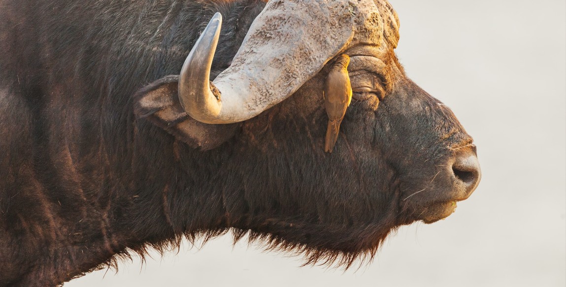 Buffle dans le parc de Chobe