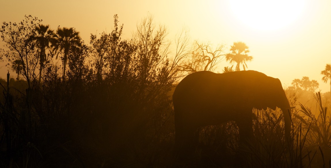 Un éléphant dans le parc de Chobe