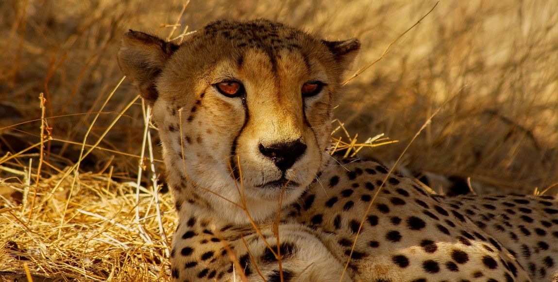 Guépard près de la frontière avec le Zimbabwe