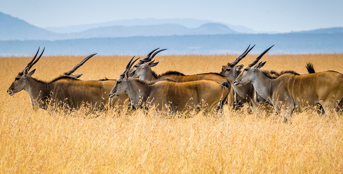 Antilopes du Serengeti