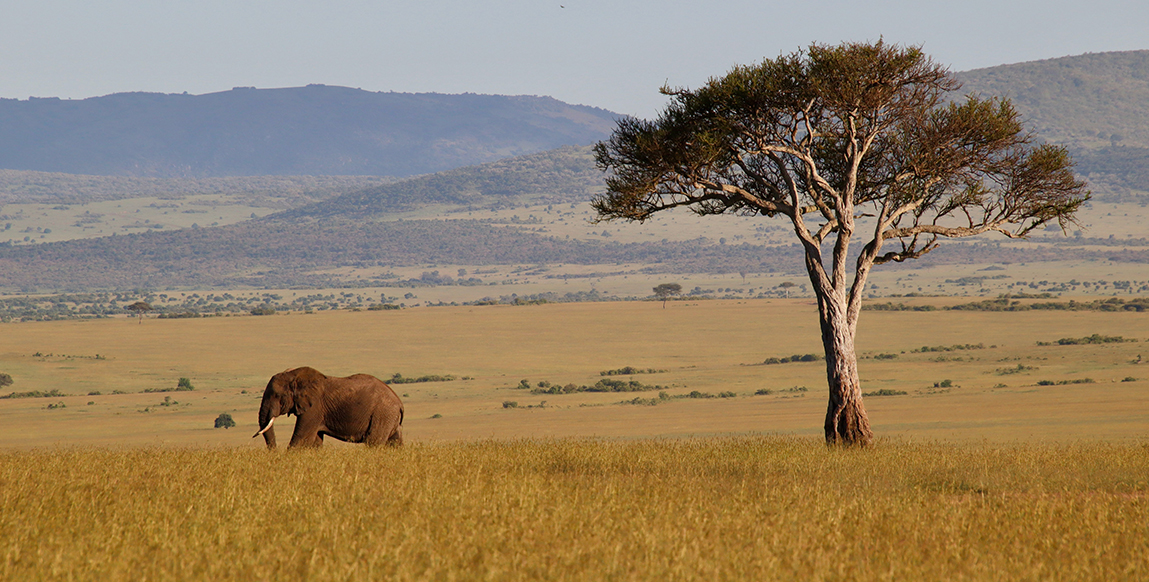 Elephant dans le Masai Mara