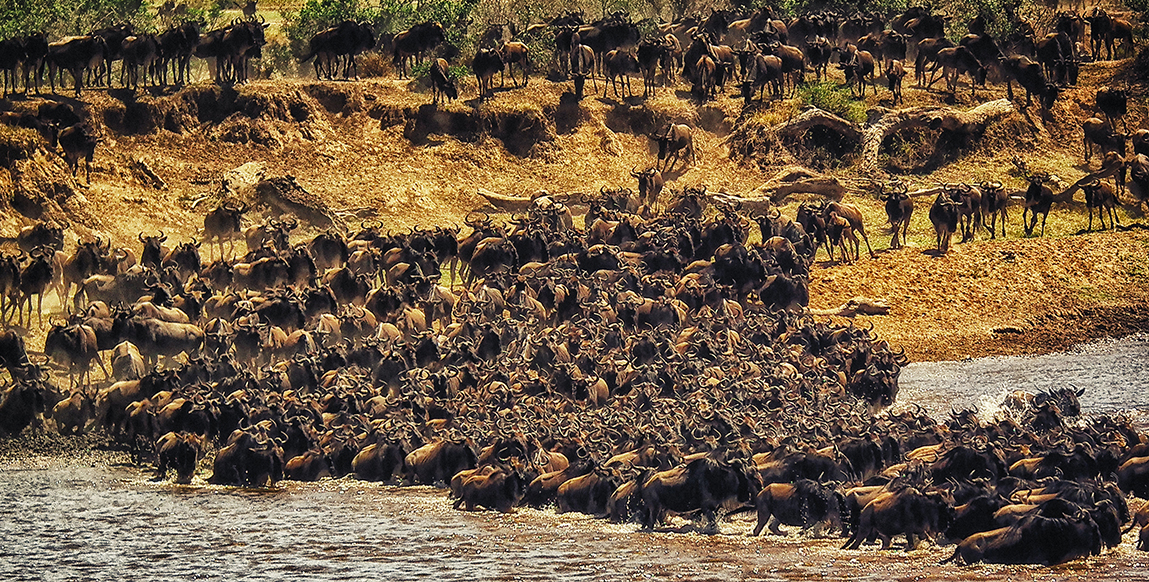 Des milliers de gnous tentant de traverser une rivière pendant la grande migration