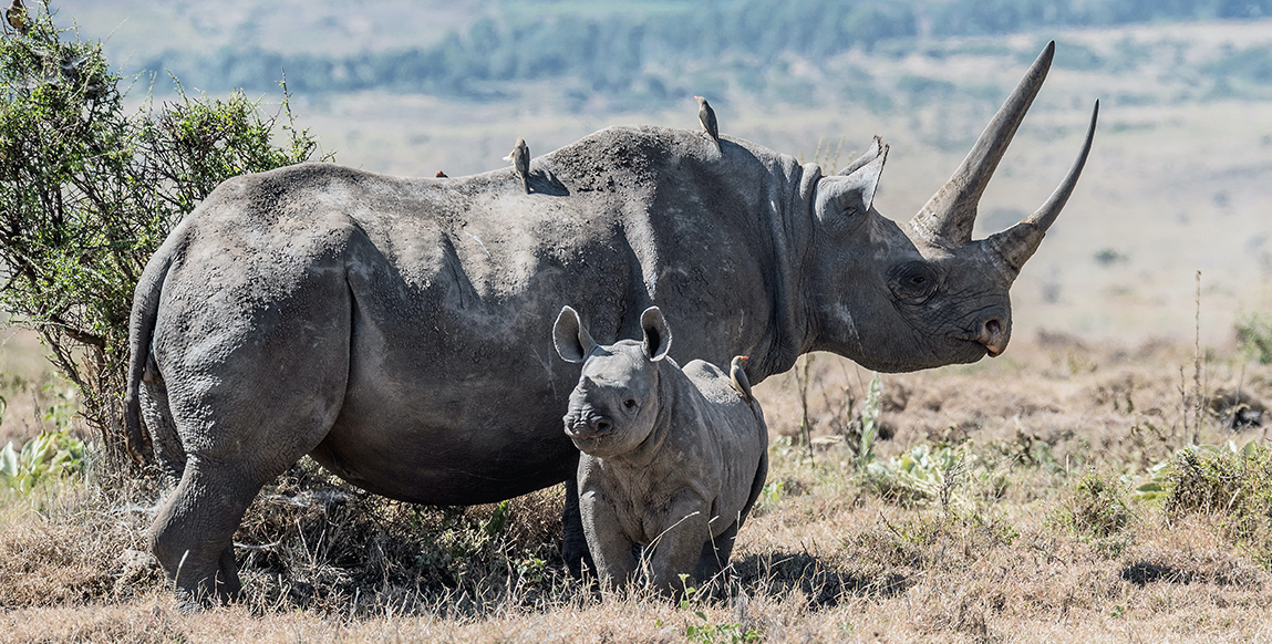 Une femelle rhinocéros et son petit