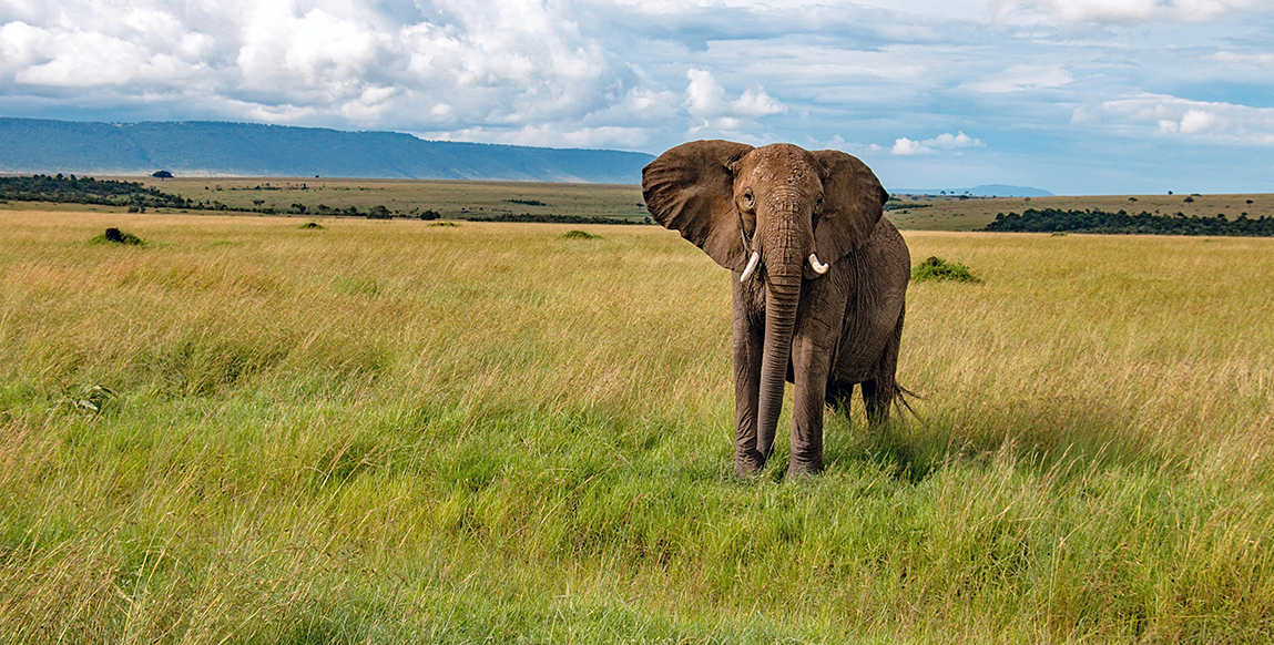 Eléphant dans le parc d'Amboseli