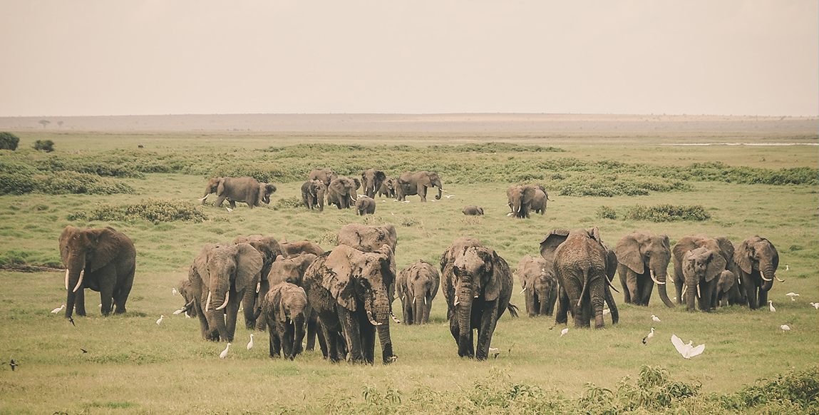 Eléphants dans le parc d'Amboseli
