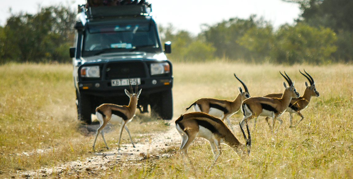 Gazelles dans le Masai Mara