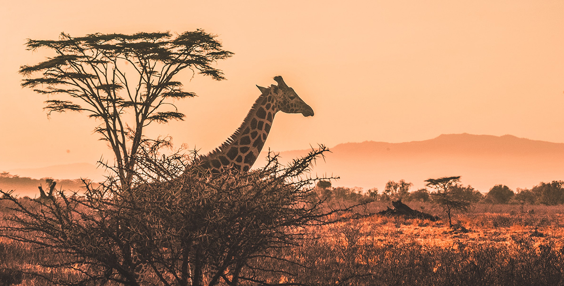Girafe près du lac Nakuru