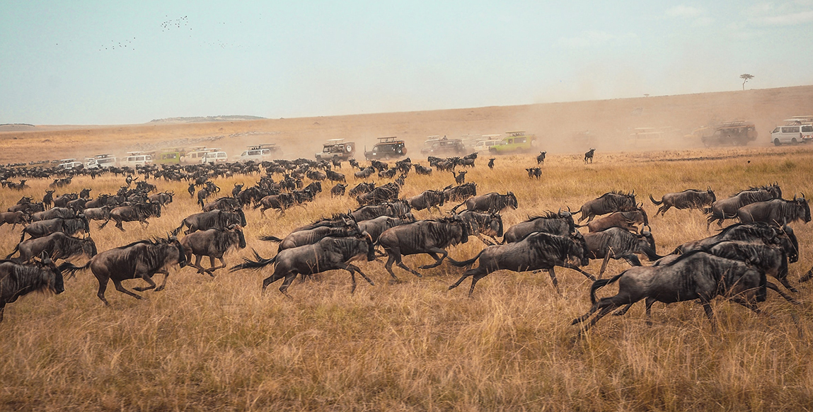 Troupeau de gnous dans la savane