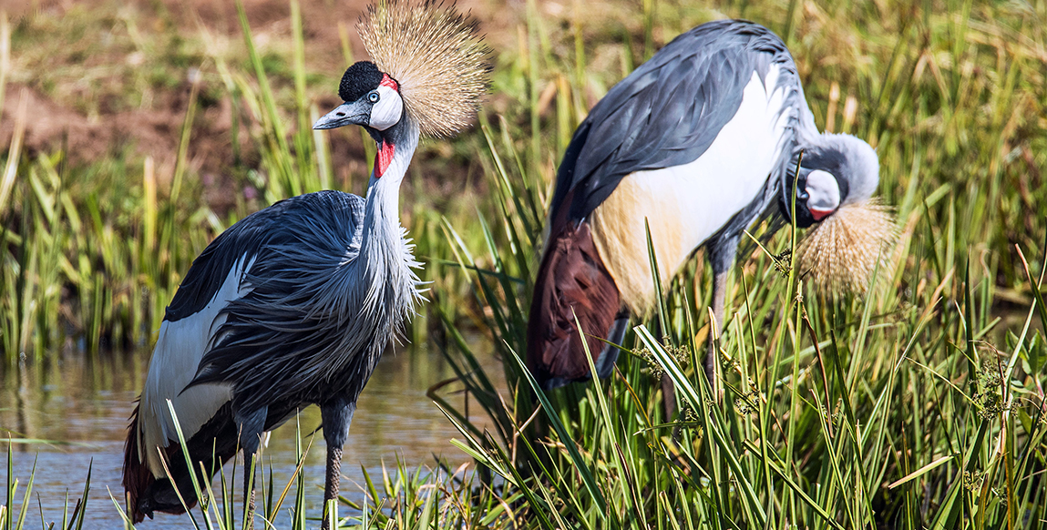 Grues royales dans le parc d'Amboseli