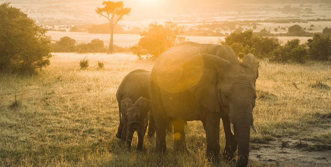 Eléphants dans le parc d'Amboseli