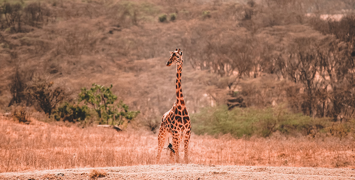 Girafe dans le parc de Tsavo Ouest