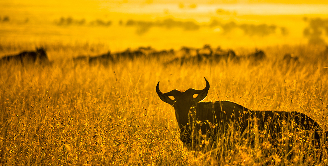 Gnou dans le parc d'Amboseli