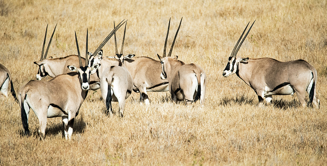 Quelques oryx dans le parc de Tsavo