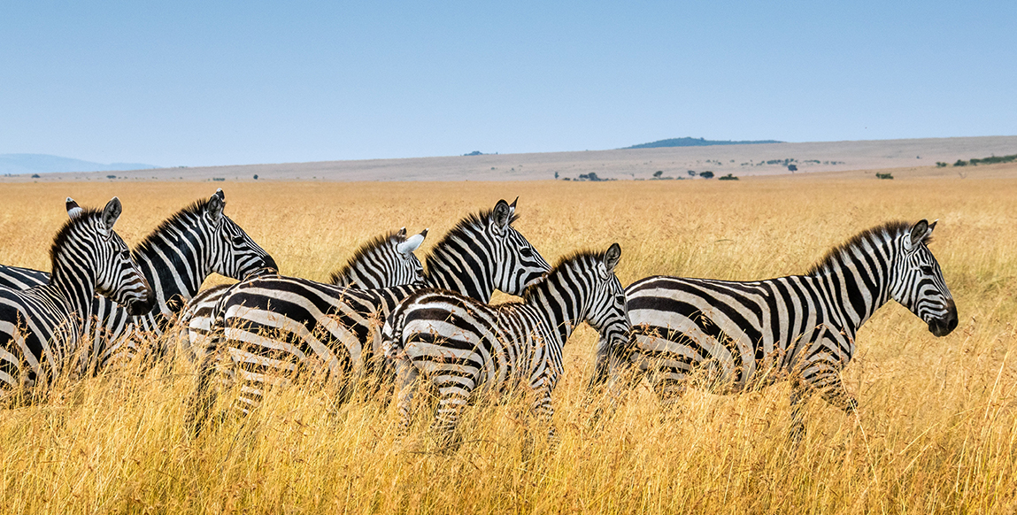 Zèbres dans les hautes herbes d'Amboseli