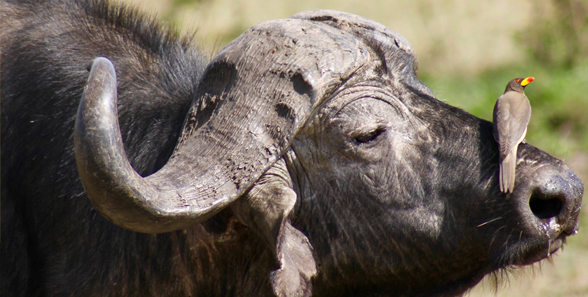 Buffle dans le parc d'Amboseli
