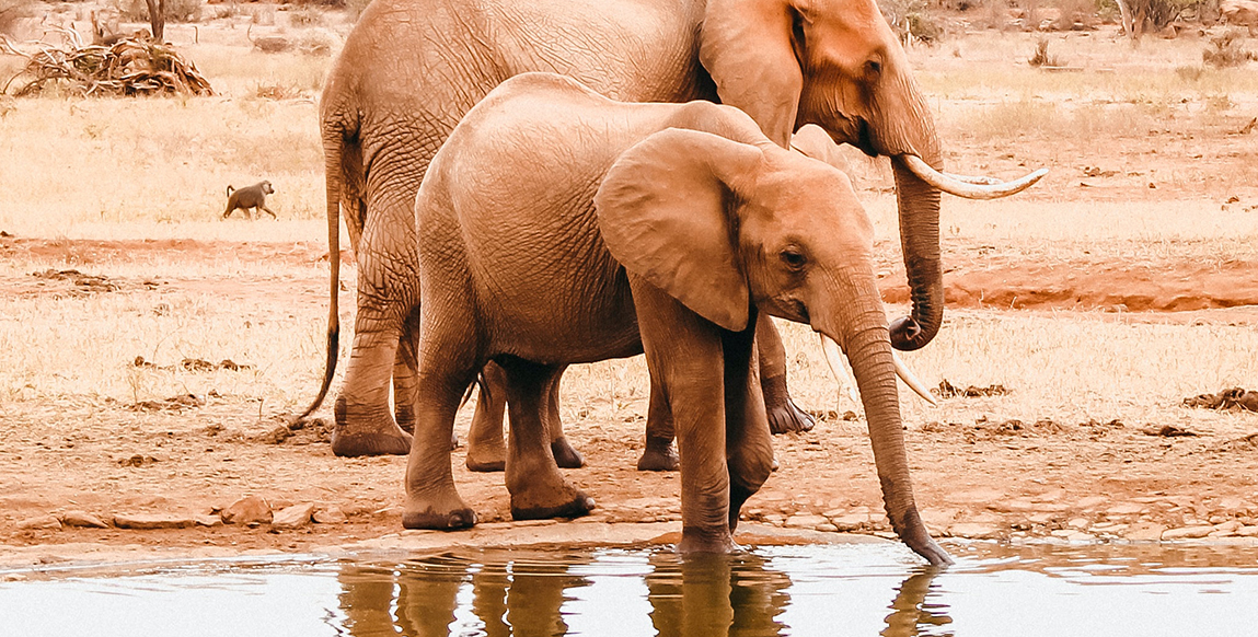 Eléphanteau dans le parc de Tsavo Ouest