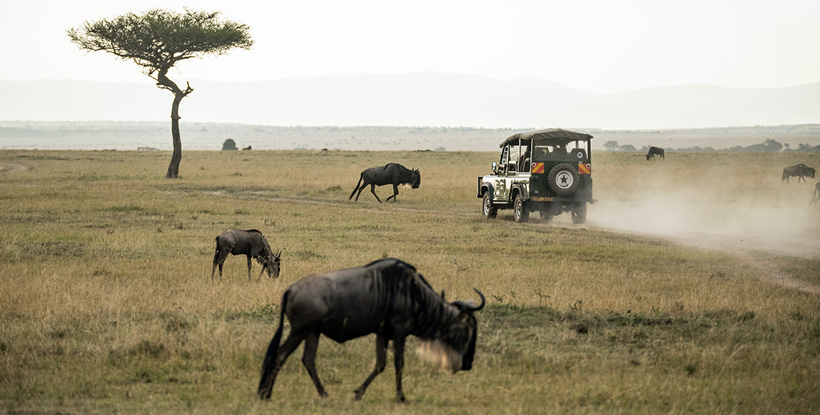 Gnous dans le parc d'Amboseli