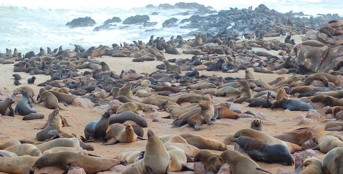 Otaries à Cape Cross