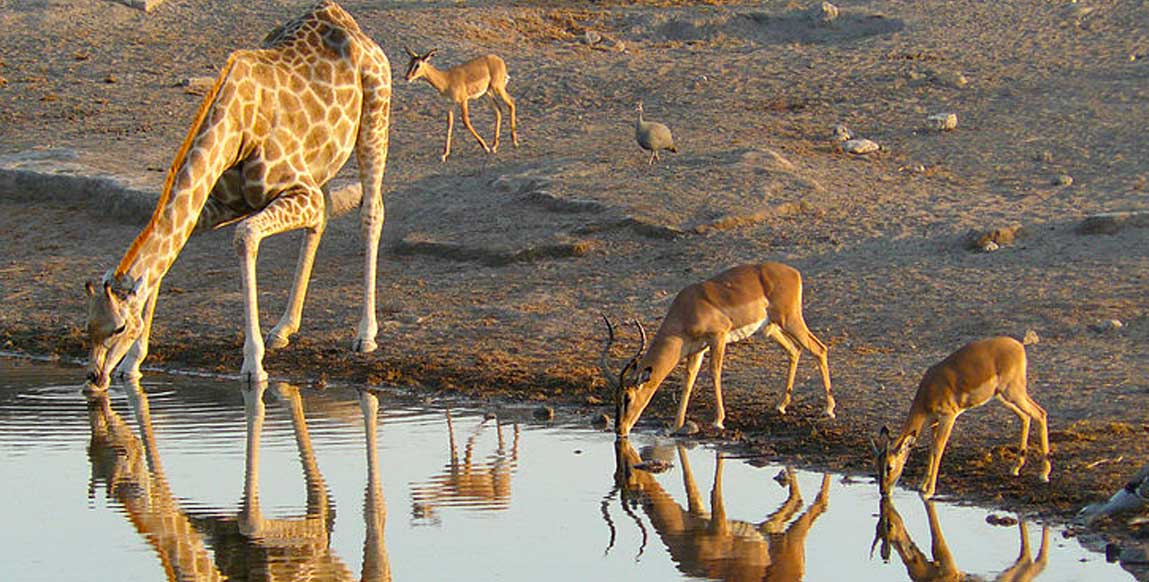 Parc national d'Etosha