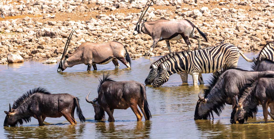 Faune du parc national d'Etosha