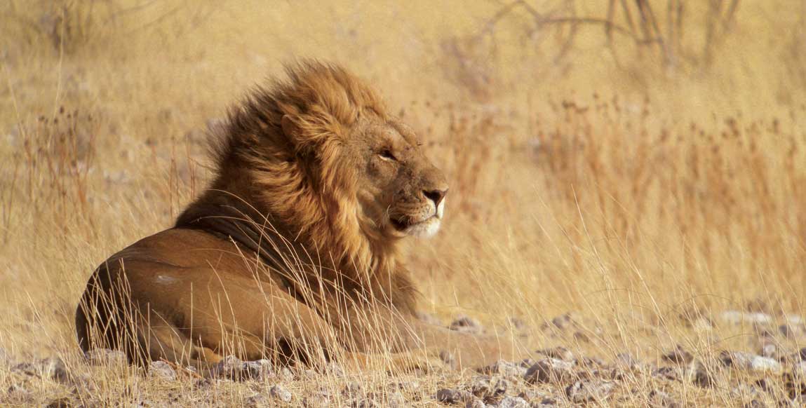 Lion au parc national d'Etosha