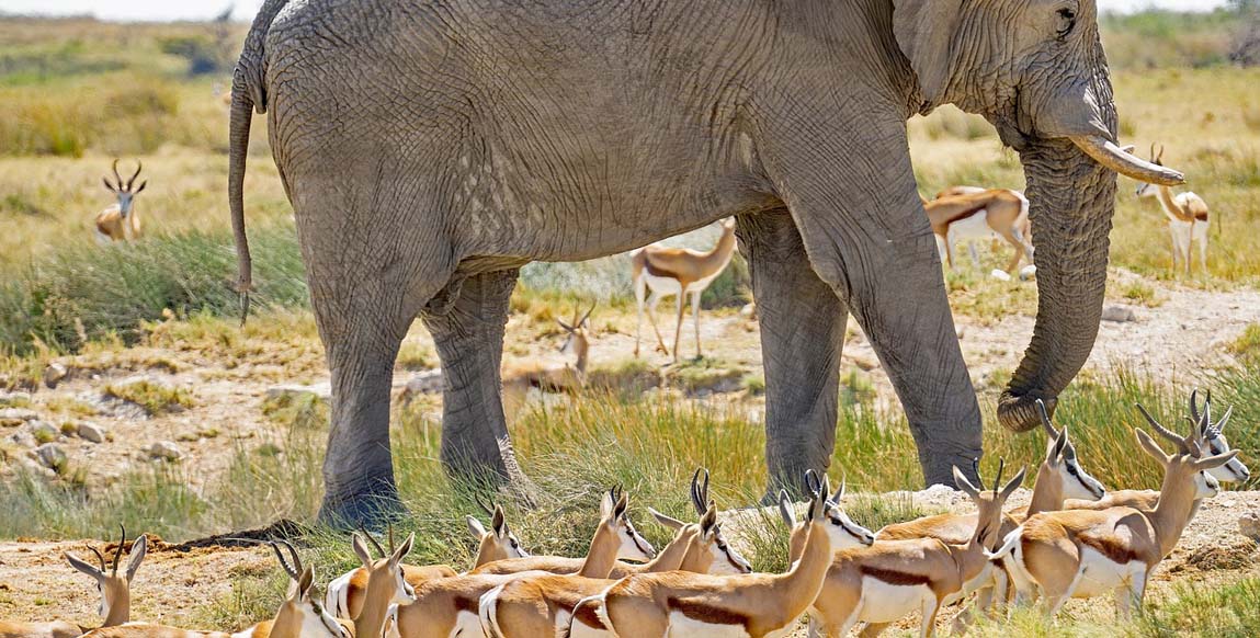 Parc national d'Etosha