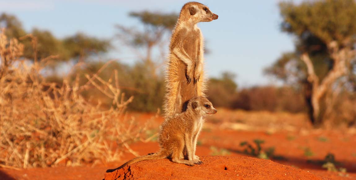 Suricate dans le désert du Kalahari