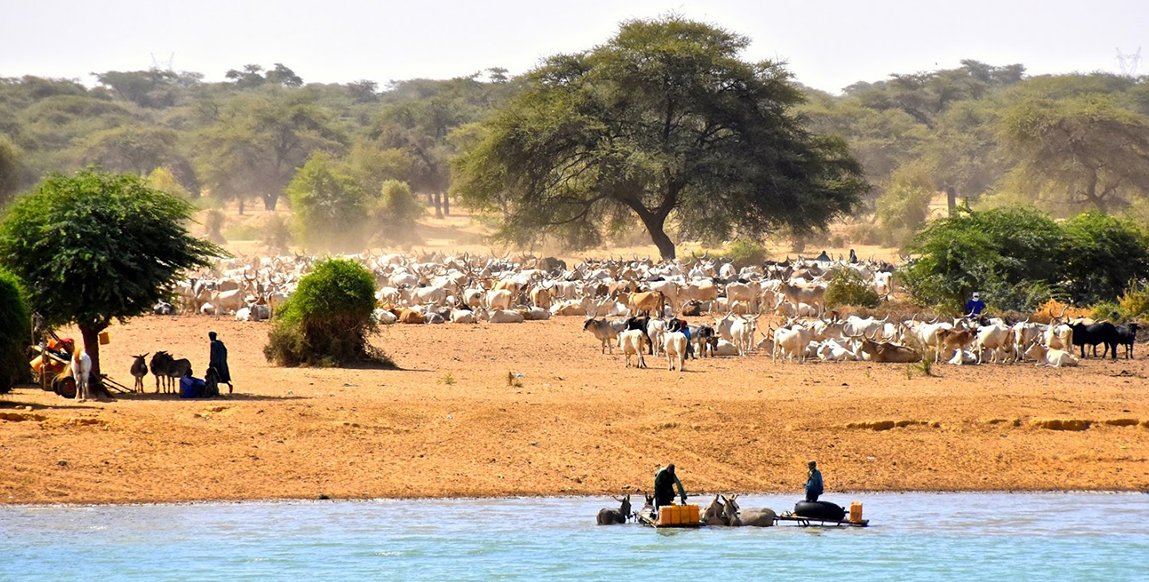 Delta du Saloum