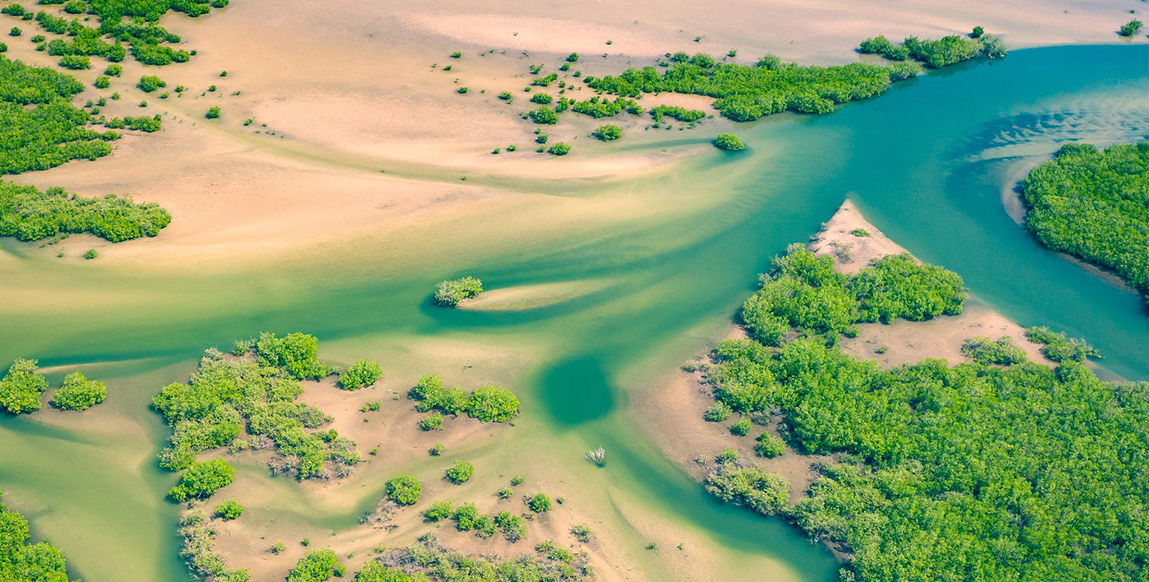 Les mangroves du Delta du Saloum