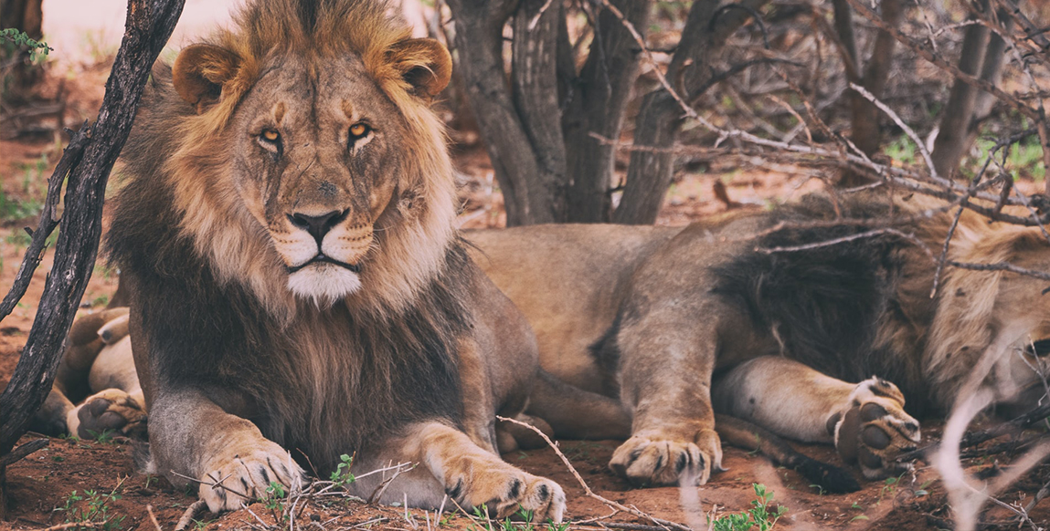 Lions près de la réserve de Fathala