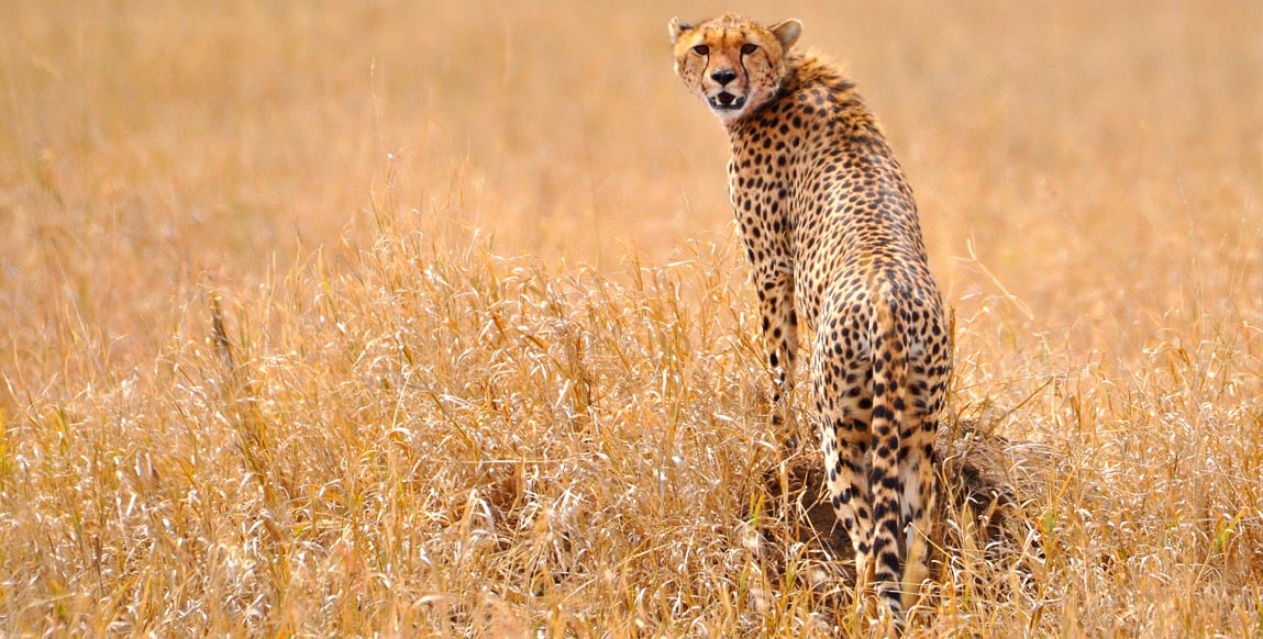 Jeune guépard dans le Serengeti