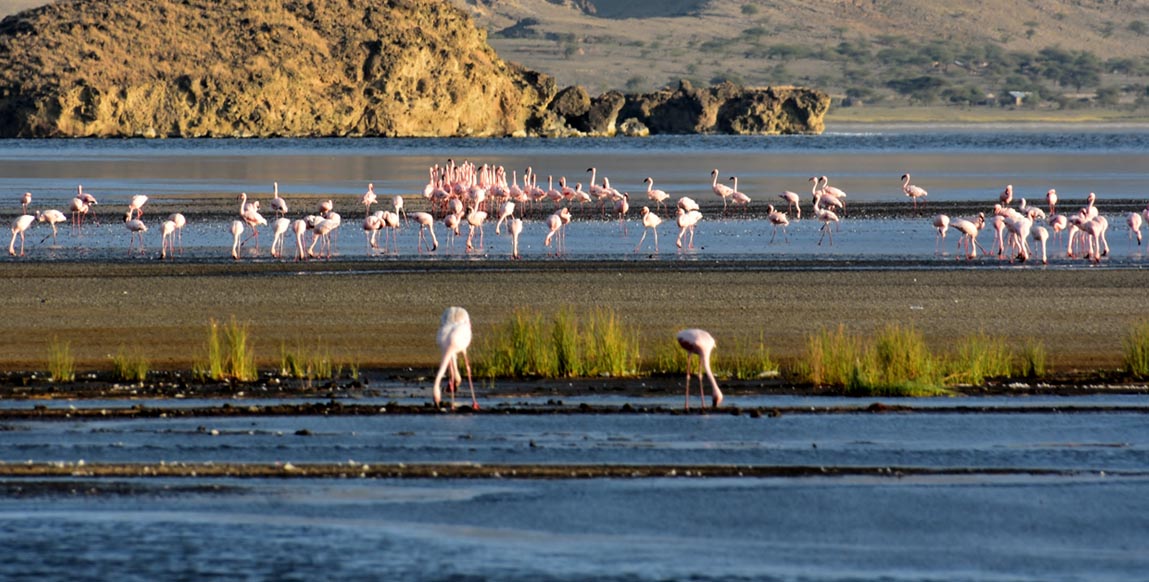 Flamants roses sur le lac Natron