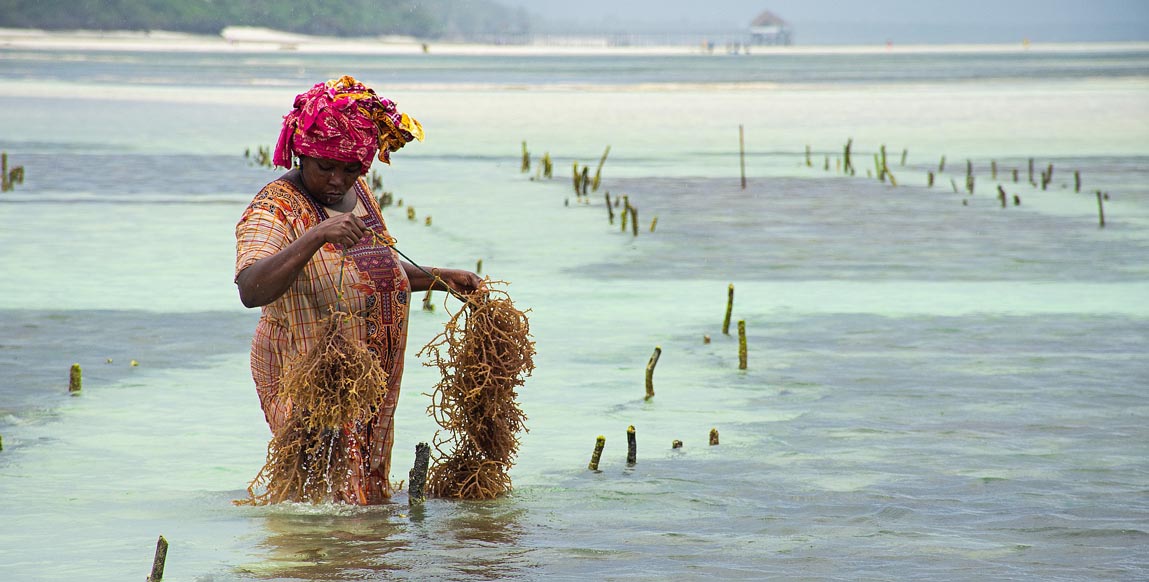 Culture des algues à Zanzibar