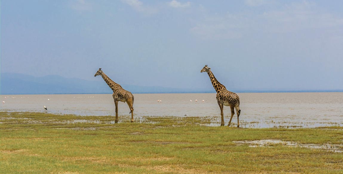 Girafes sur le lac Manyara