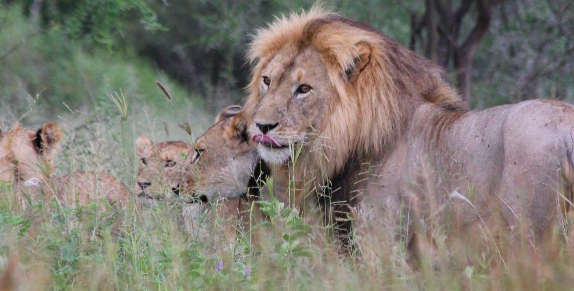 Lion à Tarangire